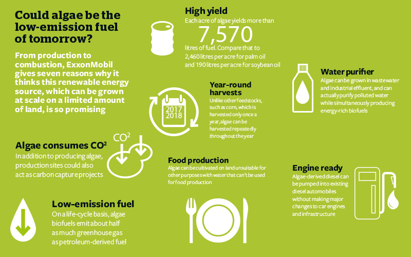 Could Algae be Low Emission Infographic