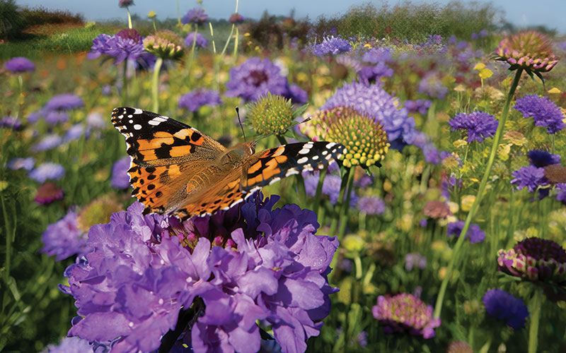 Monarch butterfly on top of a blue Scabiosa flower-CREDIT-Getty-1445720558